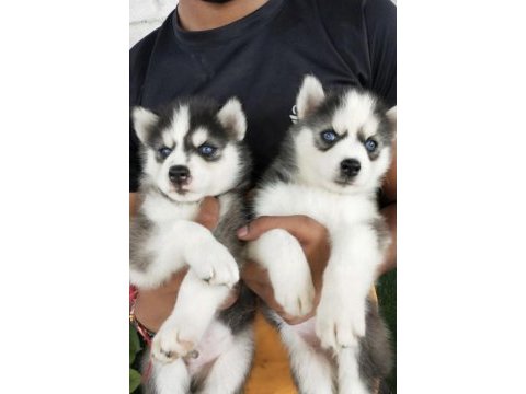 Sibirya kurdu husky