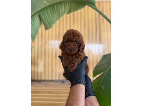 Maltipoo bebekler referans yavrum