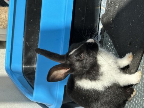 2 tavşan ücretsiz acil sahiplendirmek istiyorum