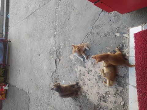 Kedi üç aylık