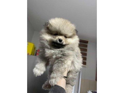 60 günlük pomeranian yavrumuz
