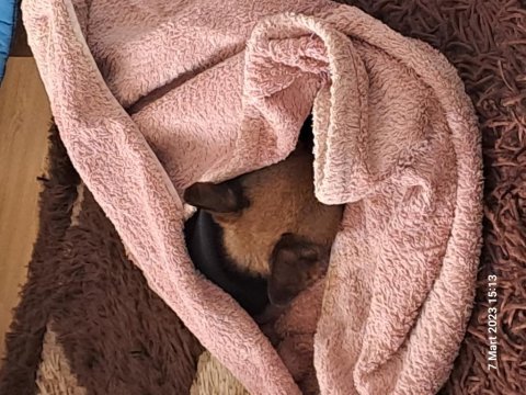Chihuahua köpeğimiz dobby için yuva arıyoruz
