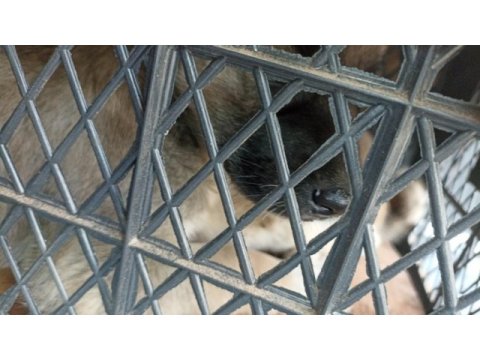 Kangal köpeği ve alman kurdu