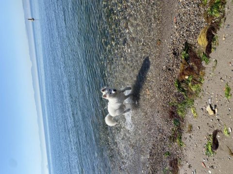 Orjinal anne baba şecereli annenin babanın samoyed yavrusu