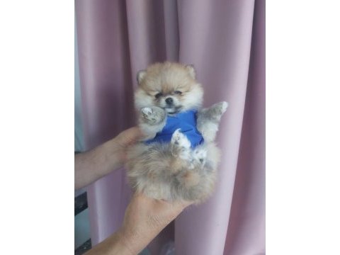 Pomeranian boo erkek a kalite