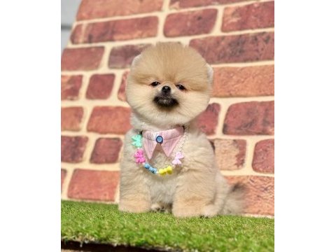 Safkan pomeranian boo bebekler