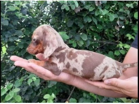 Egzotik mini boy dacshund bebekler nadir renk