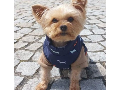Uyguna wc eğitimli bakımlı köpeğimiz