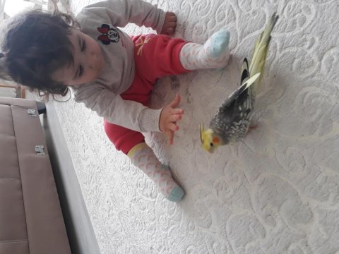 Yerli temiz sağlıklı eğitimli çift sultan papağanı