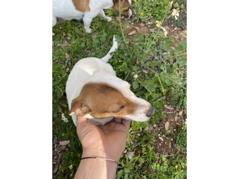 Korsan 8 aylık dişi jack russell