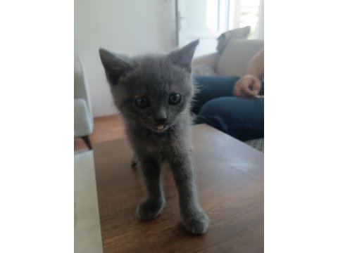 60 günlük bebek dişi british shorthair