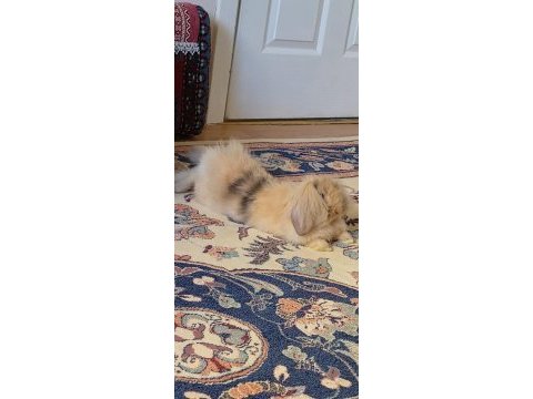 5 aylık tavşanımızı sahiplendirme