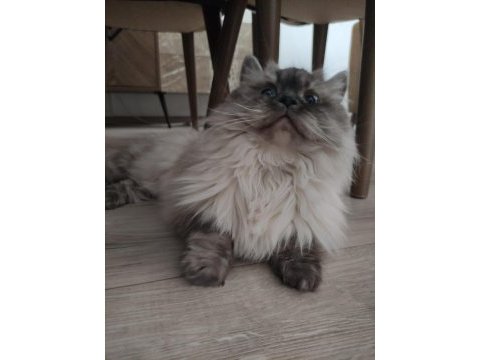 Bluepoint british longhair dişi