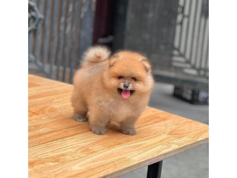 Mersin içi pomeranian yavruları