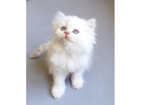 Nadir bulunan üstün ırk british longhair cy 1233 point