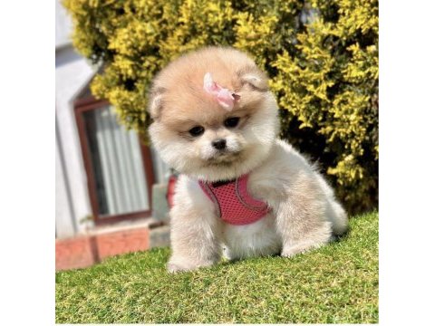 Dişi yavru boo 2.5 aylık oyuncu pomeranian maskotumuz