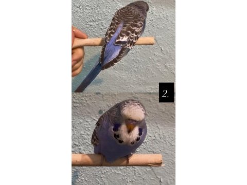 35 günlük ele alıştırmalık jumbo kuşlar