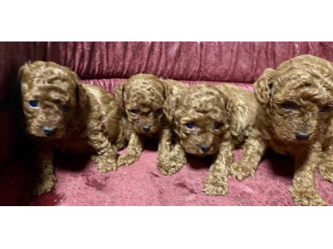 Toy poodle yavrular