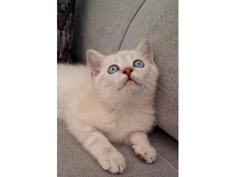 British shorthair scottish bebişlerim