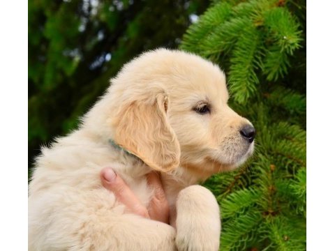 Golden retriever adrese teslim kapıda ödeme yapabilirsiniz