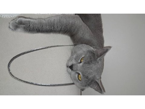 Yakışıklı, güzel huylu, safkan (bakım) brıtısh blue