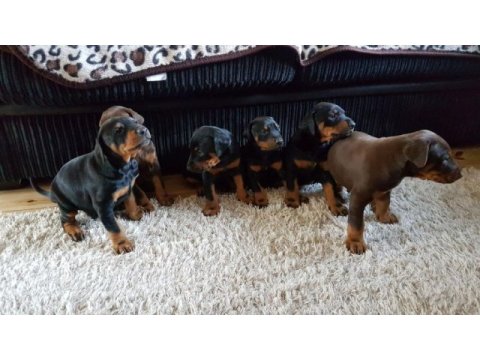 Premıum doberman yavruları