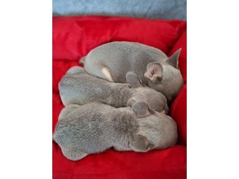 Üst kalite lilactan french bulldog bebekler
