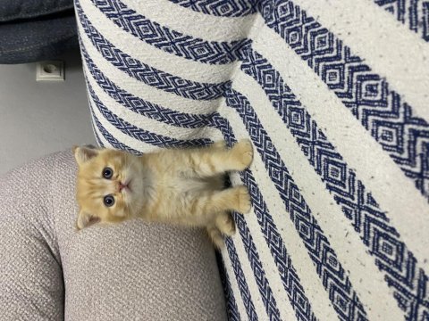 Küt burun bebek kediler