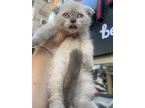 Scottish fold erkek blue point