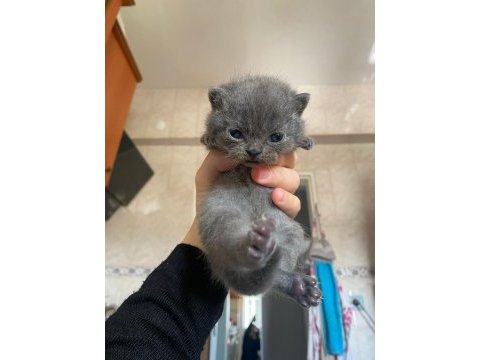 Scottish fold ve straight gri
