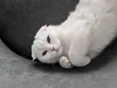 Scottish fold kedimiz 1 yaşında