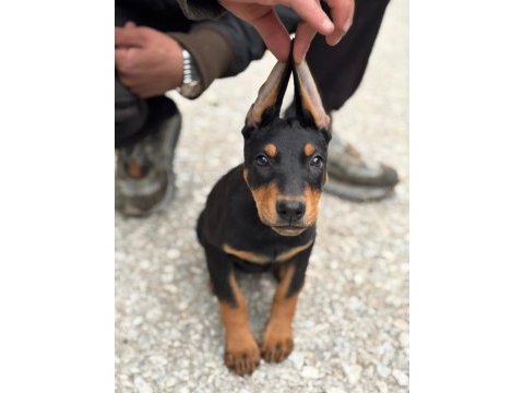 Siyah doberman yavrularımız