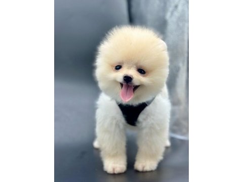 Türkiyenin en iyi a plus yavru pomeranian köpekleri