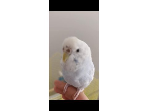 Alışık muhabbet kuşu