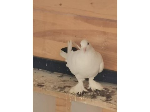Satılık güvercin tel kuyruk dişi var