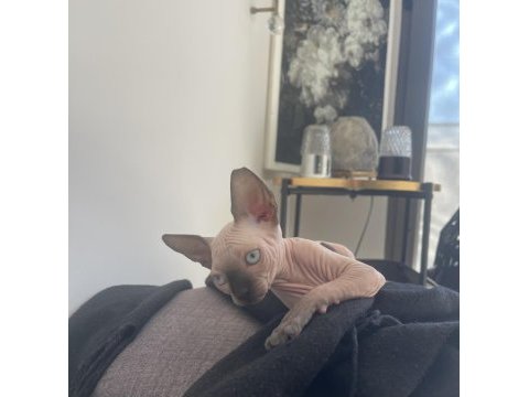Sphynx yavru