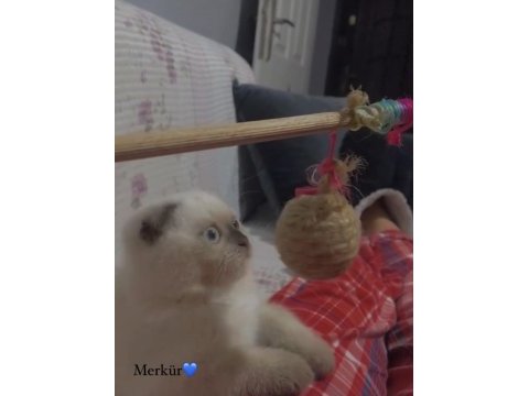 Scottish fold prensesime kalıcı yuva arıyorum
