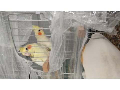 Sultan papağanı çift yumurta garantili