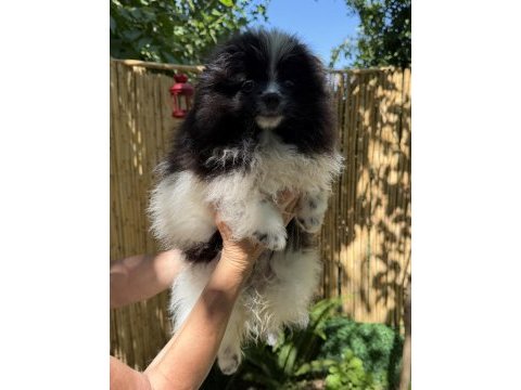 Pomeranian boo bicolor erkek uygun
