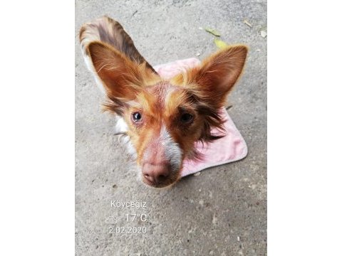 Köpeğimiz fındık kayıp