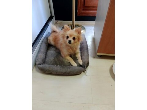 3 aylık dişi pomeranian