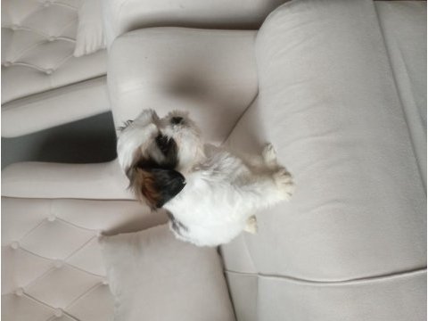Shih tzu 2 erkek yavru