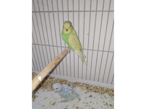 Yavru muhabbet kuşu