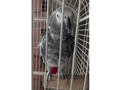 Konuşan jako papağanı
