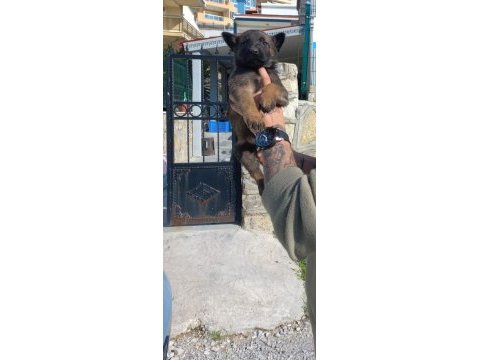 Safkan malinois yavruları