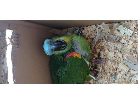 Bebek blue front mavi alın amazon papağanı
