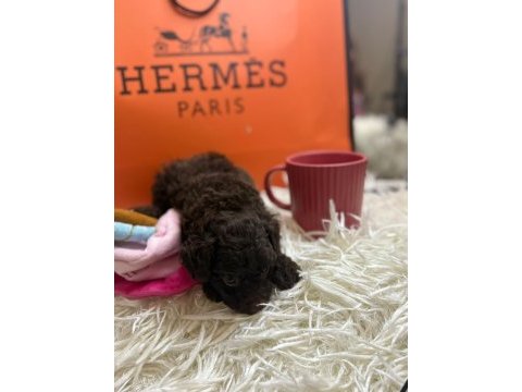Brown tea cup korea yavrumuz