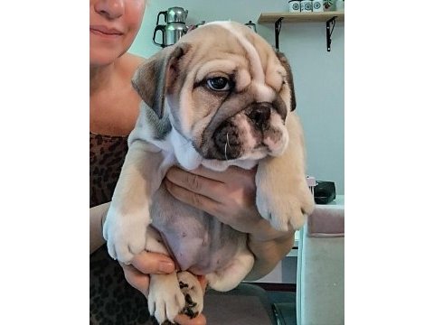 Türkiye'de en orjinal ingiliz bulldog bebekler