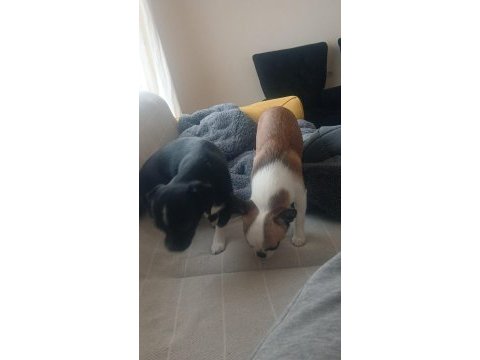 Şivava köpeğimiz 5 aylık dişi