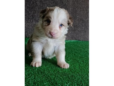 Border collie yavrularımız